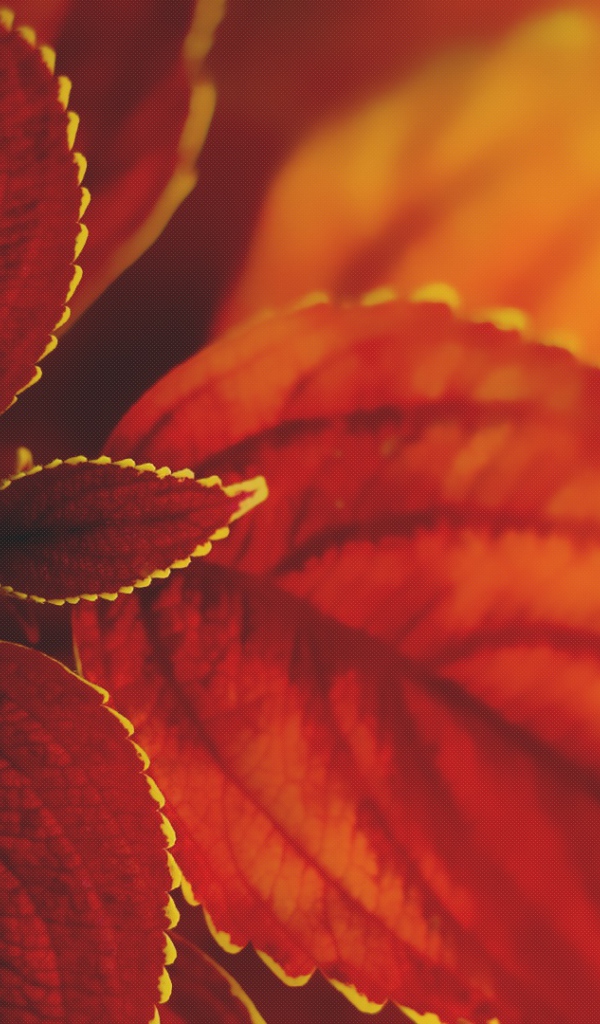 Макро природа