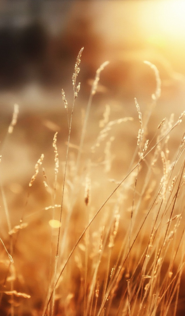 Утреннее сияние