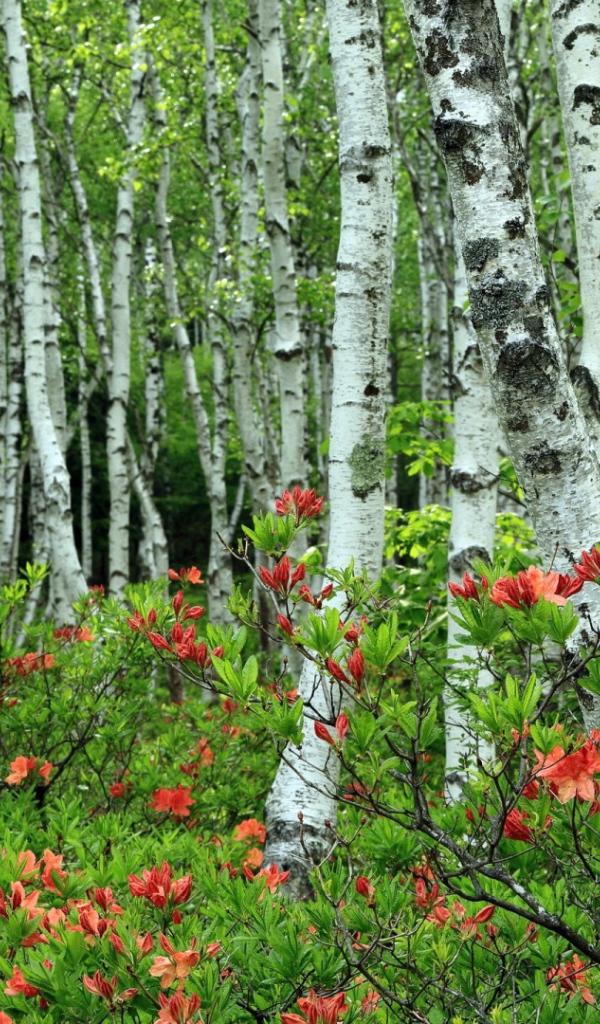 Берёзы среди розовых листъев