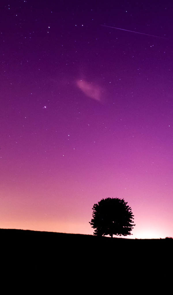 Розовая ночь