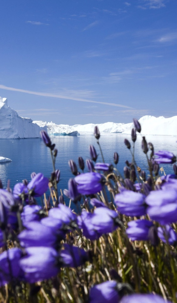 Фиолетовые северные цветы