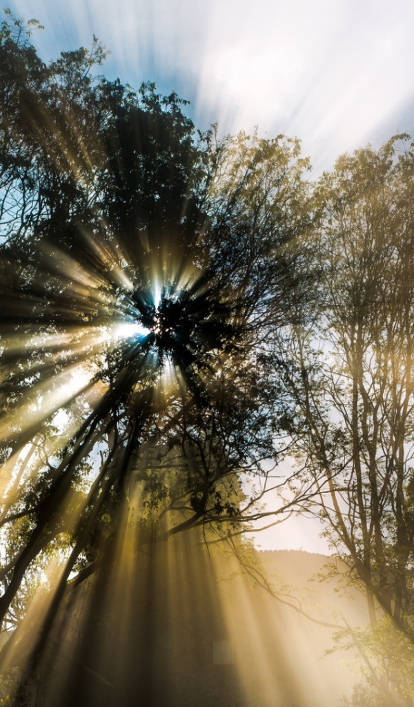 Лучи пробиваются сквозь листву