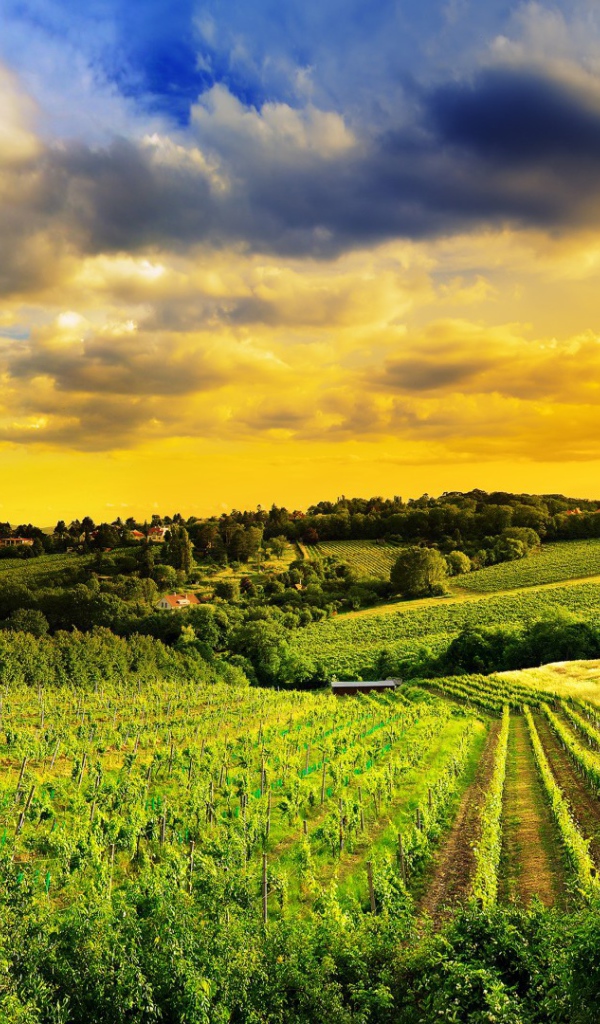 Pазработаная площадь полей