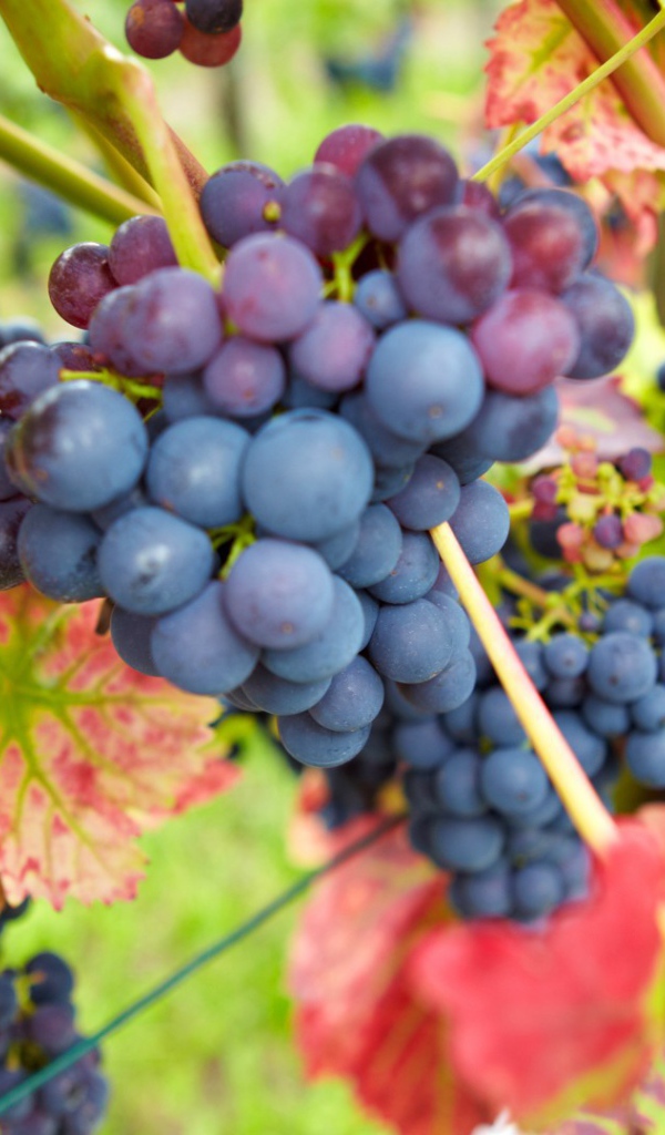 Bиноград в красных листъях