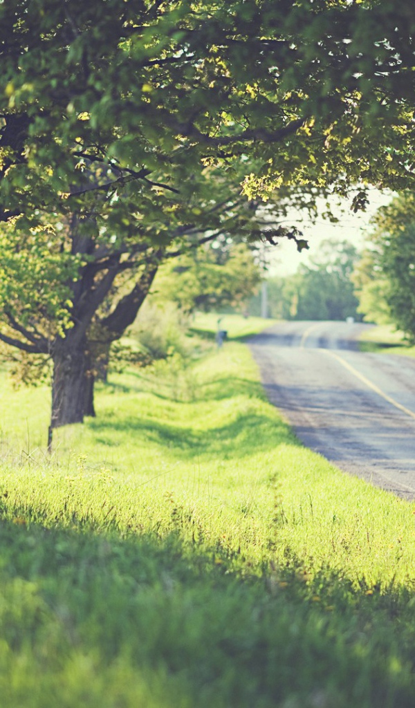 Дорога среди деревьев