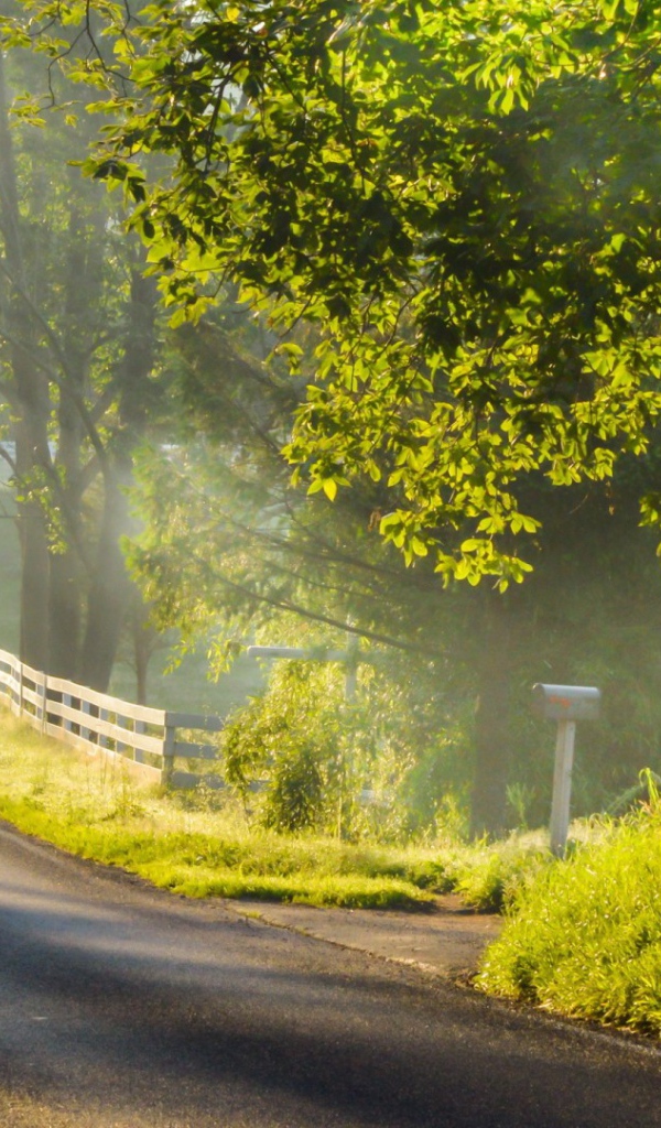 Дорога с ограждением в лесу