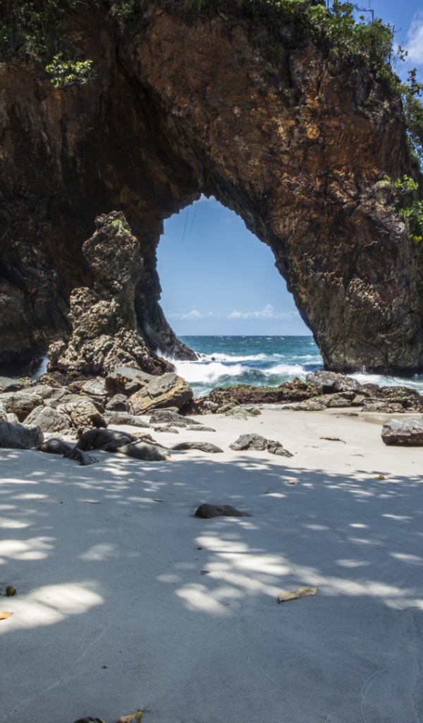 Cкала и дерево