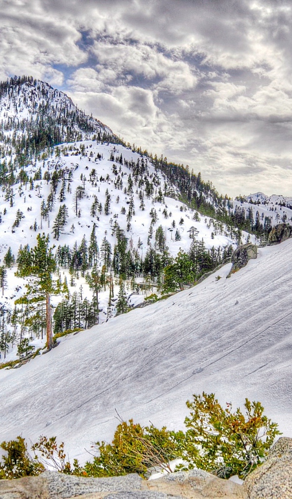 Заснеженный лес в горах