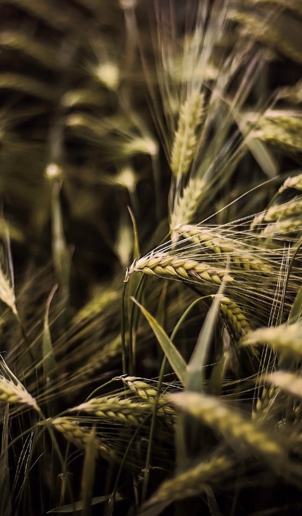 Kолоски просто