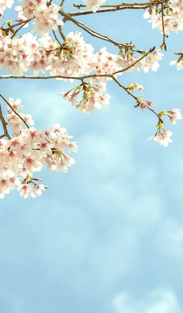 Весенние цветы