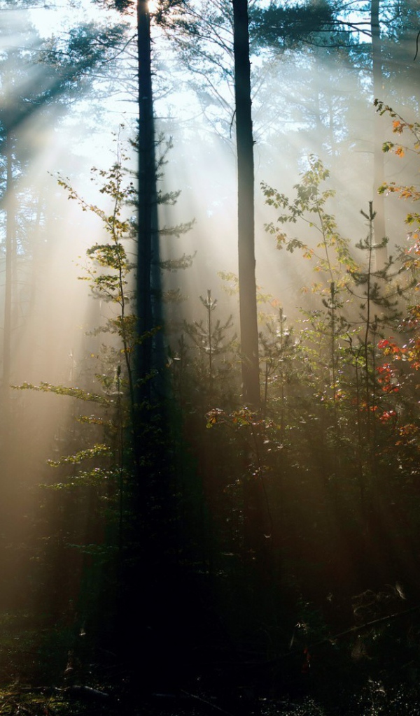 Cолнце леса