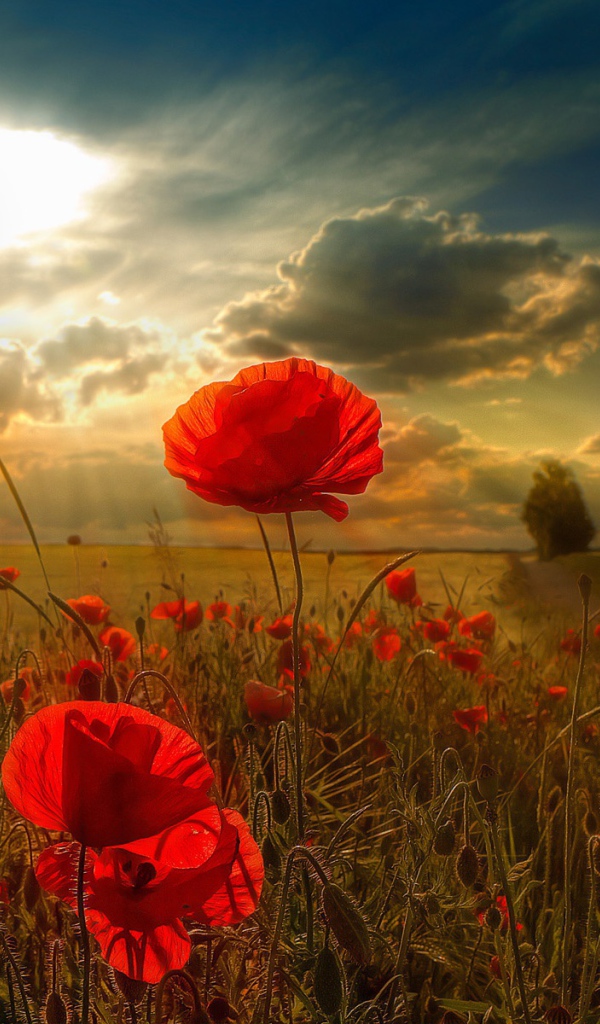 Солнечный свет