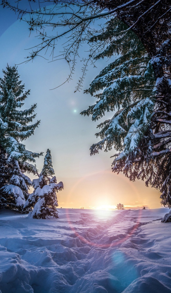 Восход в зимнем лесу