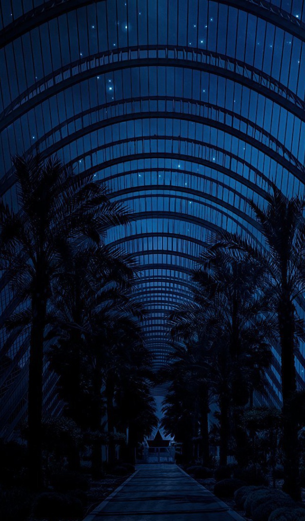 Ночное небо над пальмами