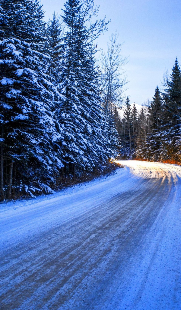 Дорога среди заснеженного леса