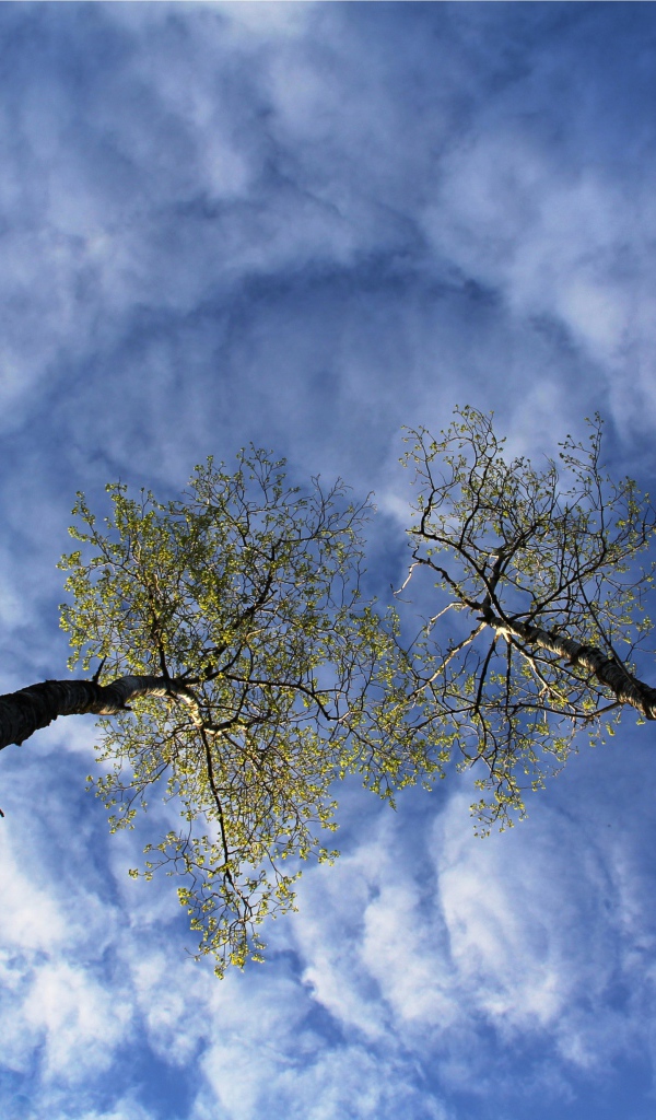 Вершины деревьев в облаках