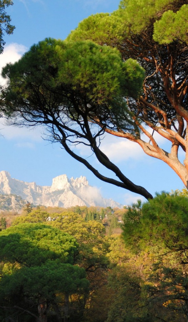 Белые вершины гор