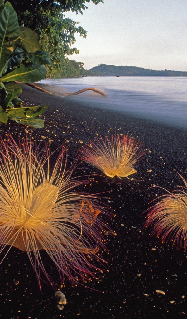 Черный пляж в Индонезии