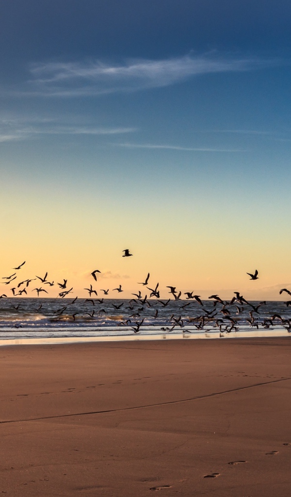 Собака гоняет птиц на пляже