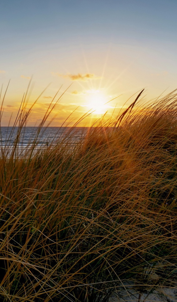 Трава на пляже