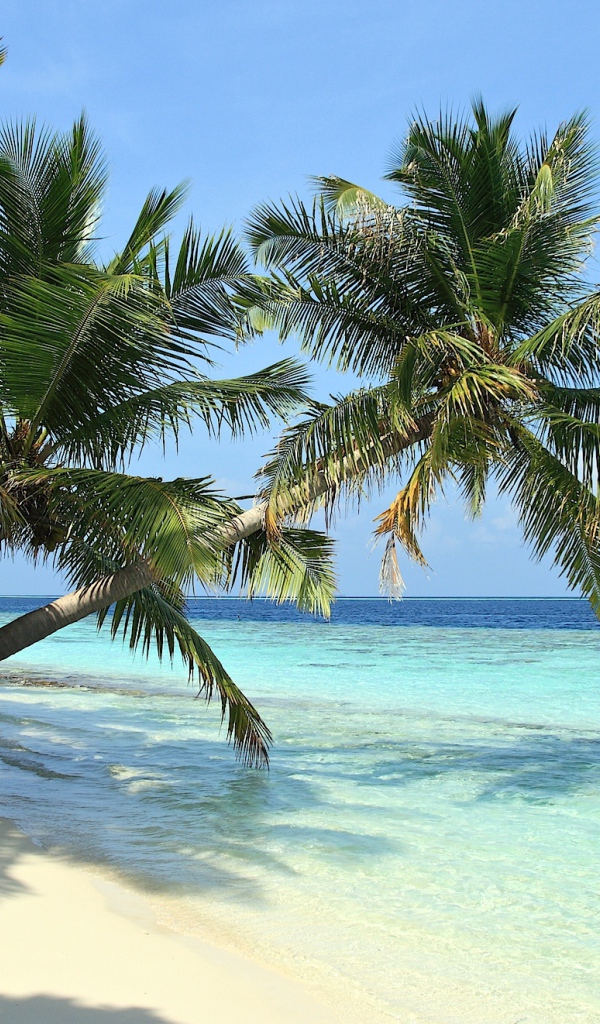 Пальмы над пляжем