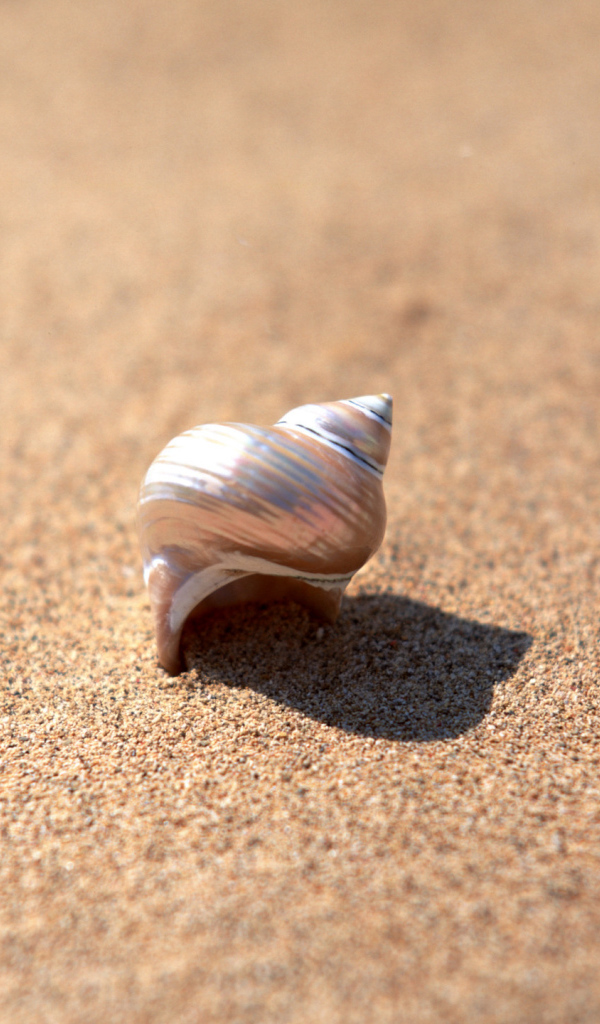 Ракушка в песке