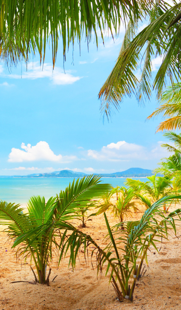 Молодые пальмы на пляже