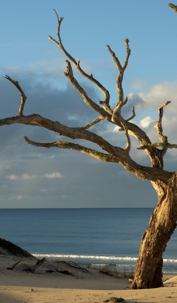 Засохшее дерево на берегу океана