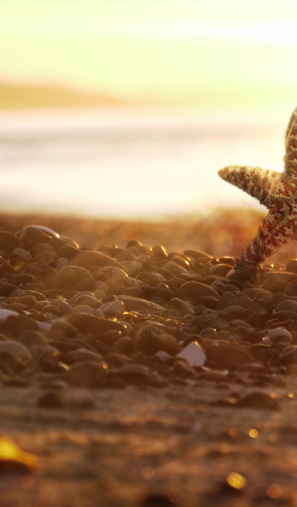 Морская звезда на камнях