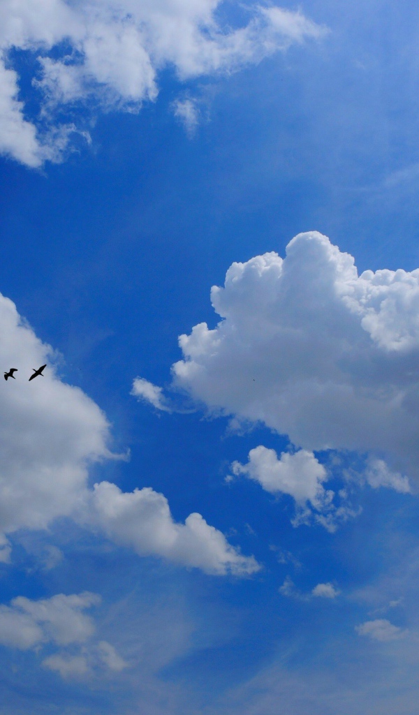 Стая птиц в облаках