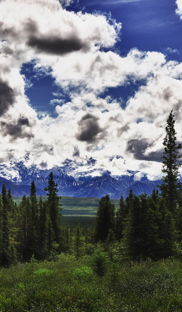 Красивые облака над лесом