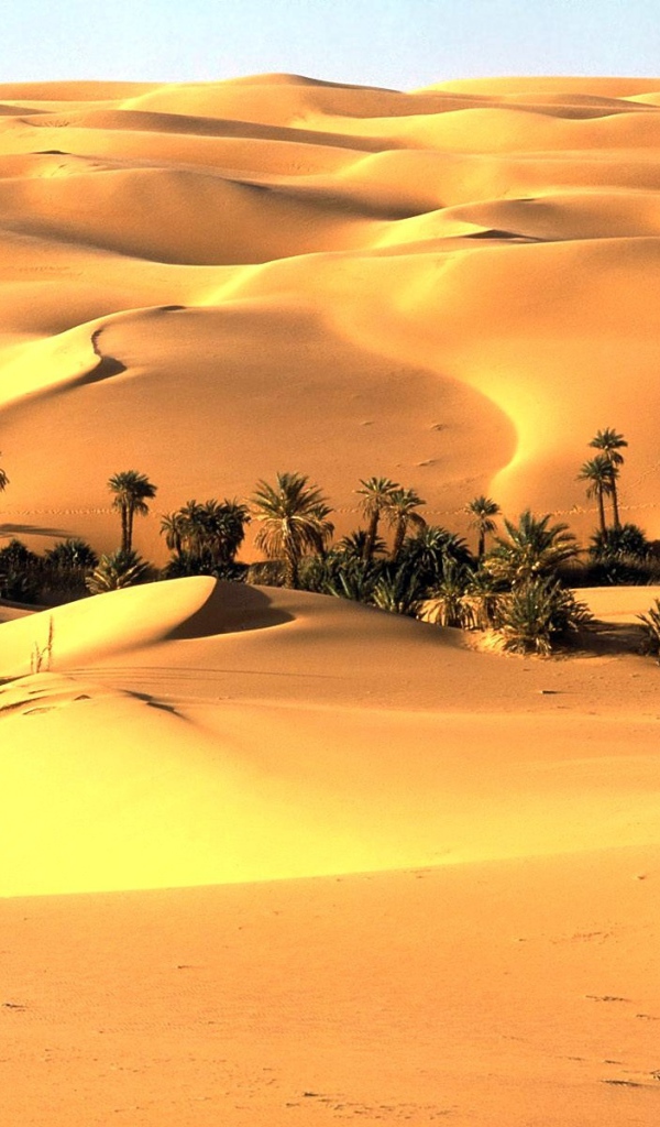 Оазис в пустыне