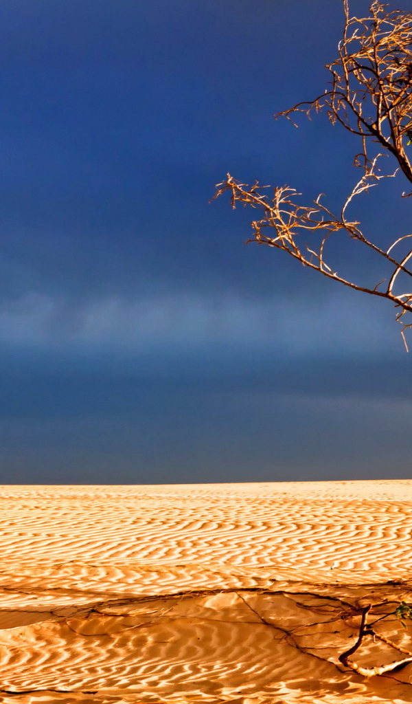 Мертвое дерево в пустыне