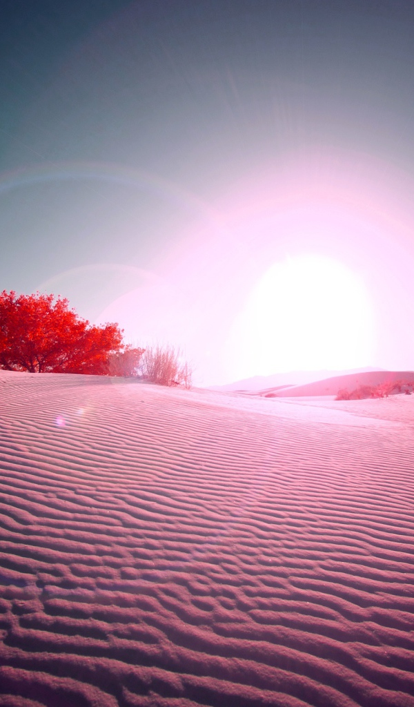 Вспышка в пустыне