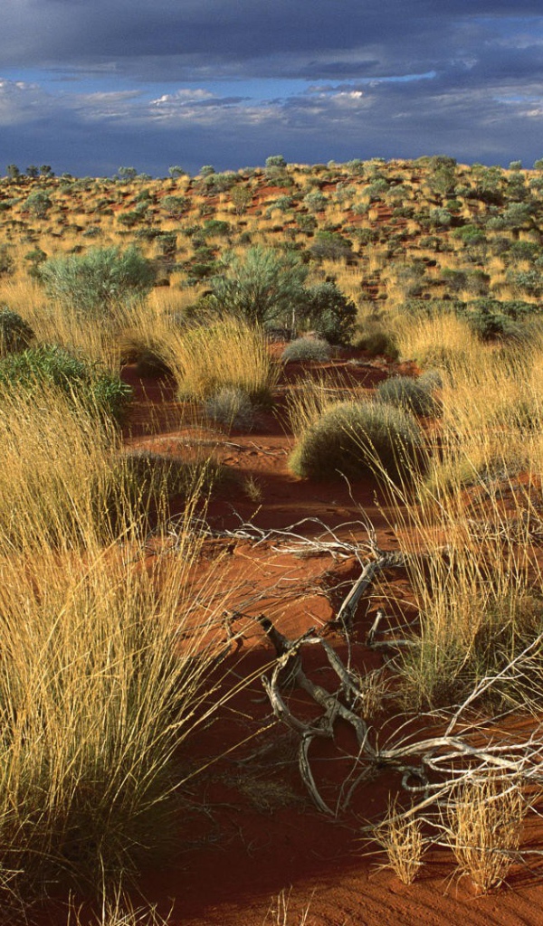 Пустыня в Австралии