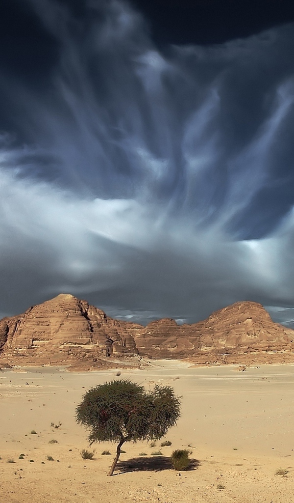 Одинокое дерево в пустыне