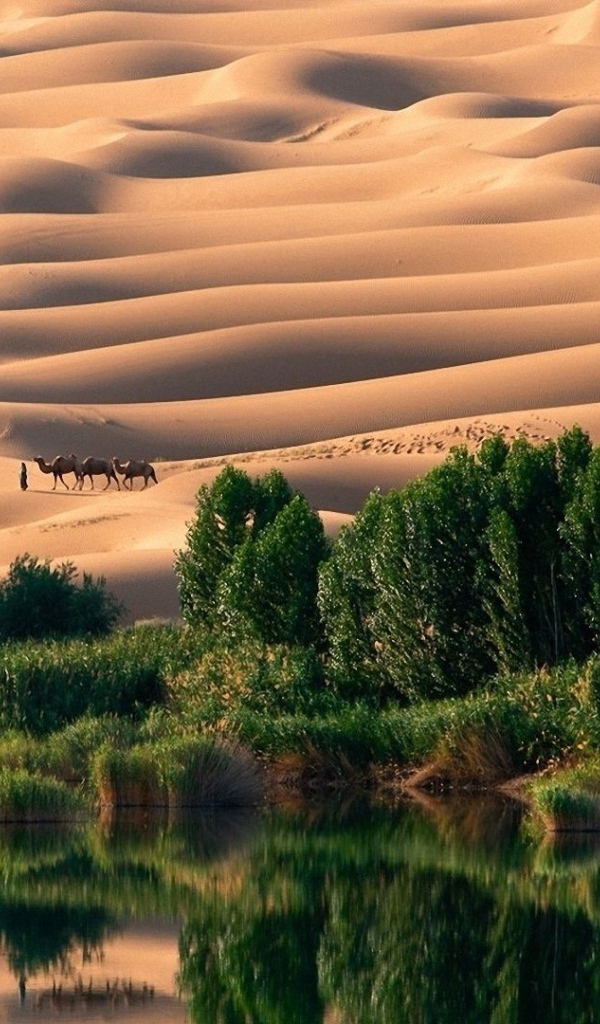 Оазис в пустыне