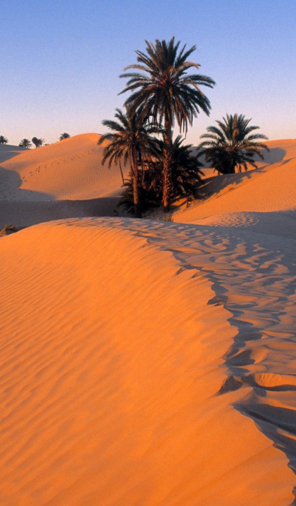 Пальмы в песке пустыни