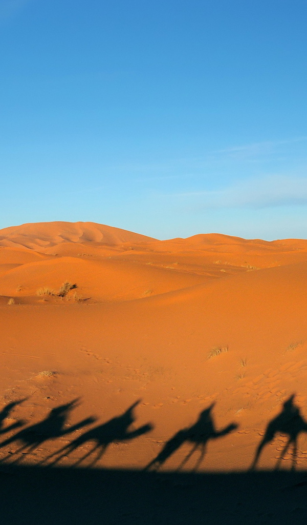 Тени каравана в пустыне