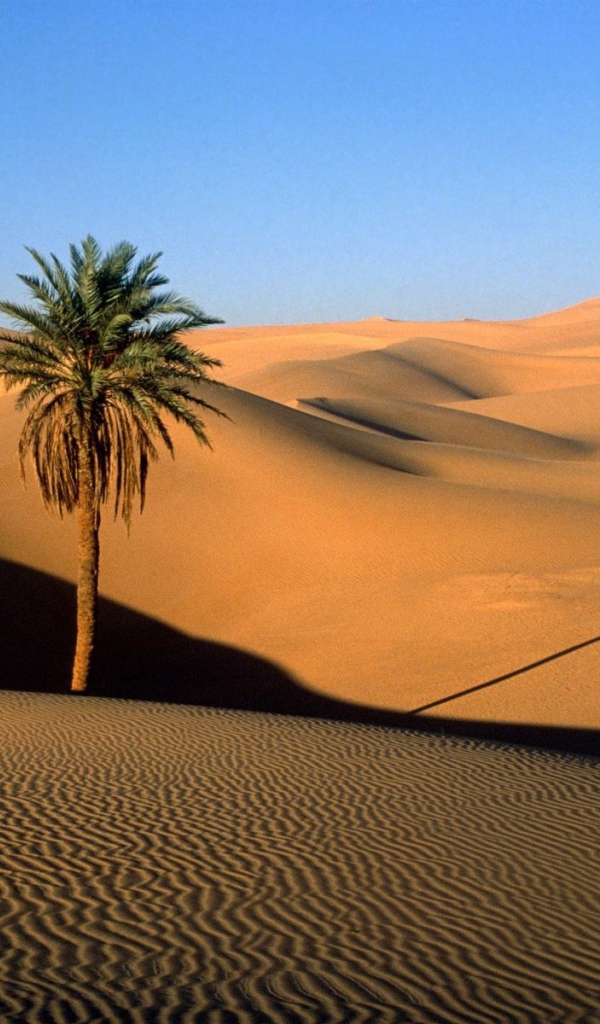 Дерево в пустыне