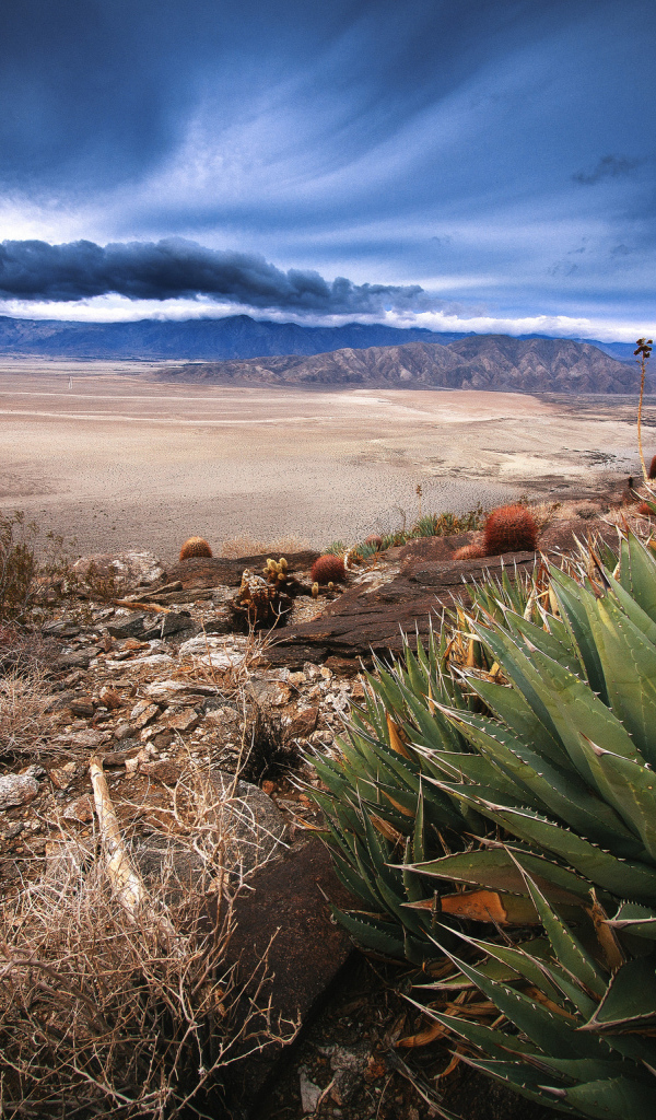 Растительность в пустыне
