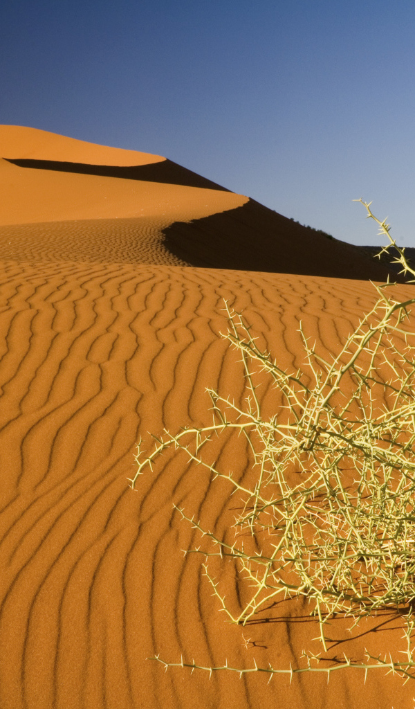 Дикая пустынная колючка