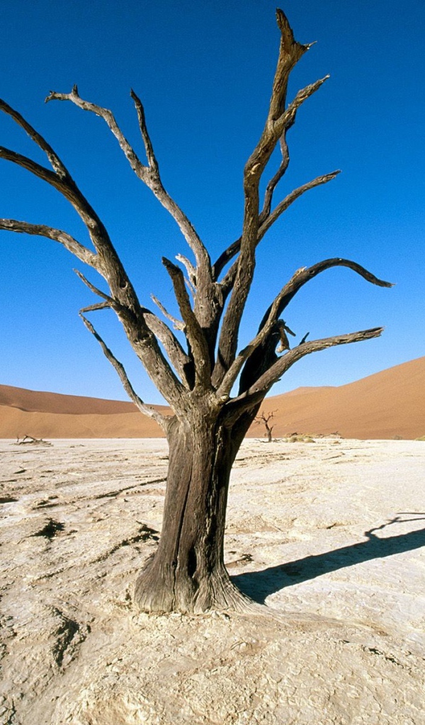 	   Dead tree in the desert