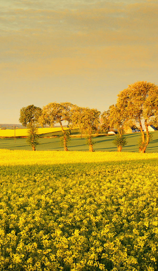 Деревья среди поля