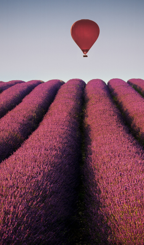 Воздушный шар над полем лаванды