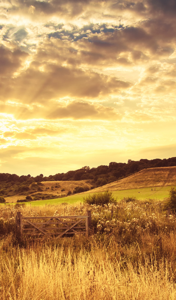 Красивое поле вечером