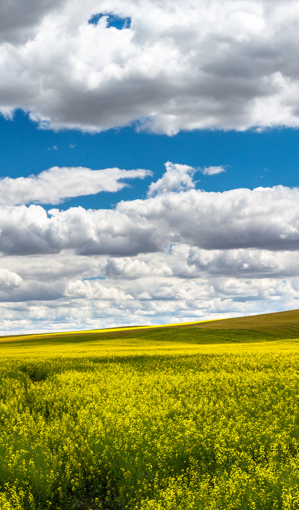 Красивое поле в ясный день