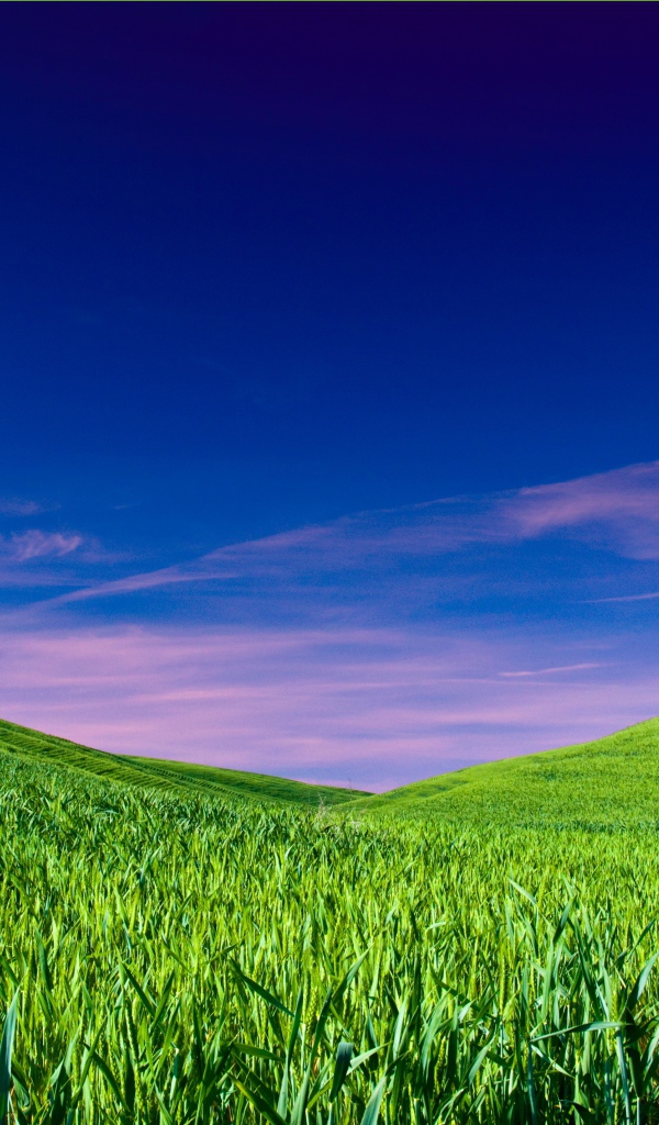 Чистое небо над полем