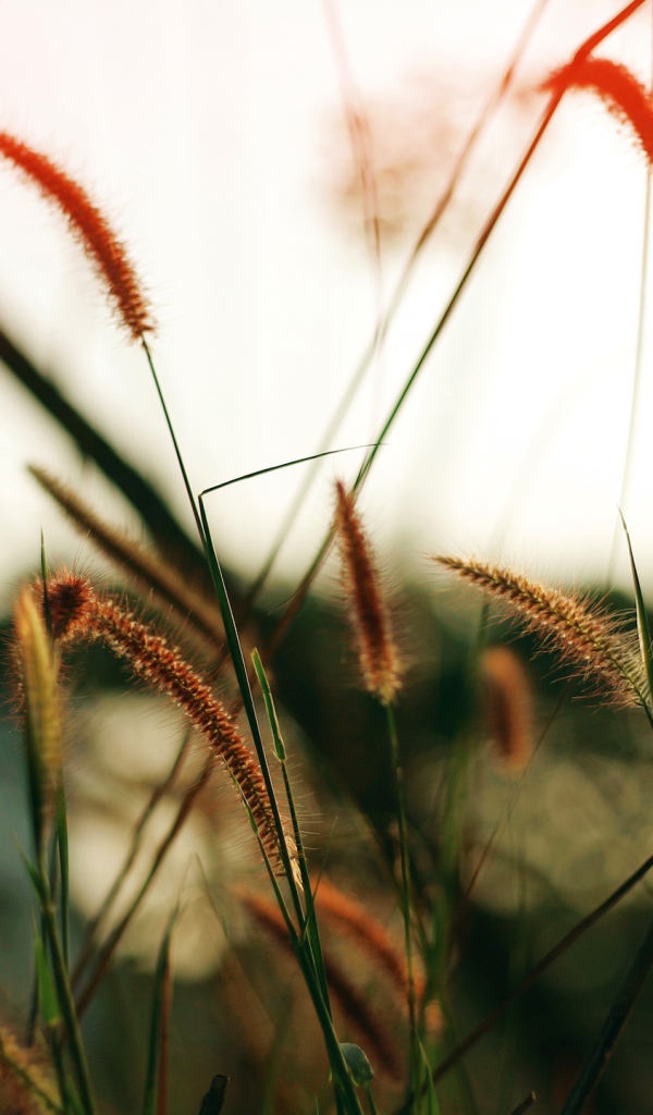 Близкое поле