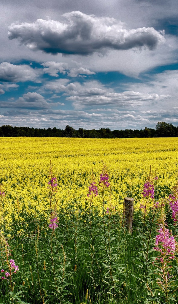 Облака над полем